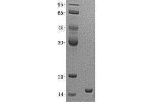 Validation with Western Blot (HBZ Protein (His tag))