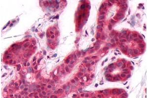 Anti-DUSP26 antibody  ABIN1048527 IHC staining of human breast. (DUSP26 Antikörper  (C-Term))