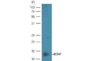 Mouse heart lysates probed with  at 1:5000 90min in 37˚C. (BDNF Antikörper  (AA 151-247))