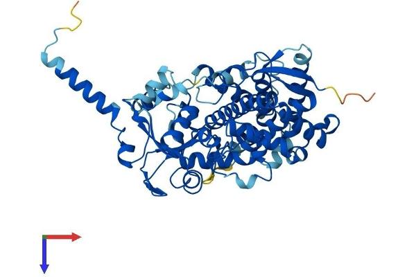 CYP3A4 Protein (AA 1-503) (His tag)
