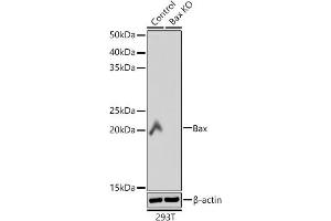 Western blot analysis of extracts from wild type (WT) and Bax knockout (KO) 293T cells, using Bax antibody (ABIN7265855) at 1:1000 dilution. (BAX Antikörper)