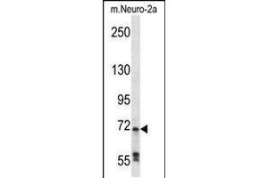 Western blot analysis in mouse Neuro-2a cell line lysates (35ug/lane). (RAF1 Antikörper  (N-Term))
