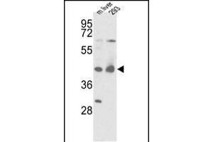 Western blot analysis of IDH1 Antibody (N-term) (ABIN391659 and ABIN2841570) in mouse liver tissue and 293 cell line lysates (35 μg/lane). (IDH1 Antikörper  (N-Term))