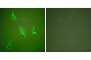 Immunofluorescence analysis of HeLa cells, using Caspase 10 Antibody. (Caspase 10 Antikörper  (AA 430-479))