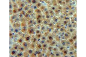 Immunohistochemistry (IHC) image for anti-Transferrin (TF) (AA 360-683) antibody (ABIN1078590)