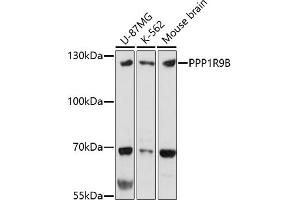 Western blot analysis of extracts of various cell lines, using PPP1R9B antibody (ABIN7269681) at 1:1000 dilution. (PPP1R9B Antikörper)