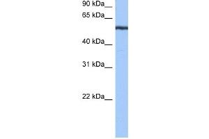 YARS antibody used at 0. (YARS Antikörper  (N-Term))