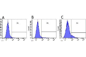 Flow-cytometry using anti-CD30 antibody Ki-4   Human lymphocytes were stained with an isotype control (panel A) or the rabbit-chimeric version of Ki-4  before (B) or after anti-CD3/28 activation (C) at a concentration of 1 µg/ml for 30 mins at RT. (Rekombinanter TNFRSF8 Antikörper)