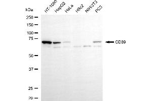 Western blotting analysis using CD89 antibody (ABIN7798588). (Rekombinanter FCAR Antikörper)