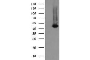 Image no. 1 for anti-Chromosome 2 Open Reading Frame 62 (C2orf62) antibody (ABIN1497051) (C2orf62 Antikörper)