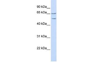 Western Blotting (WB) image for anti-Tweety Homolog 1 (TTYH1) antibody (ABIN2458855) (TTYH1 Antikörper)