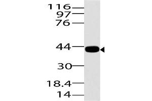 Image no. 1 for anti-ArfGAP with SH3 Domain, Ankyrin Repeat and PH Domain 3 (ASAP3) (AA 550-800) antibody (ABIN5027045)