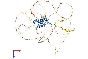 FOXD2 Protein (AA 1-495) (His tag)