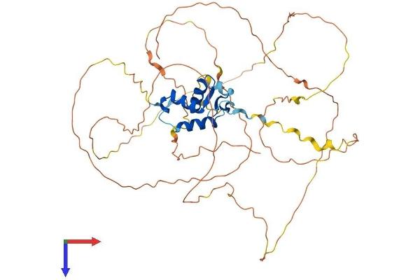 FOXD2 Protein (AA 1-495) (His tag)