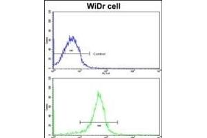Flow cytometric analysis of widr cells using FHL1 Antibody (C-term)(bottom histogram) compared to a negative control cell (top histogram). (FHL1 Antikörper  (C-Term))