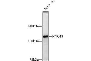 Western blot analysis of extracts of Rat testis, using MYO19 antibody (ABIN7268758) at 1:500 dilution. (Myosin XIX Antikörper)