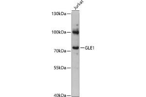 Western blot analysis of extracts of Jurkat cells, using GLE1 antibody (ABIN6131944, ABIN6141122, ABIN6141124 and ABIN6217119) at 1:3000 dilution. (GLE1 Antikörper  (AA 1-300))