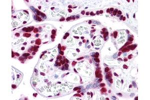 Anti-HMGB1 antibody IHC of human placenta. (HMGB1 Antikörper  (AA 1-216))