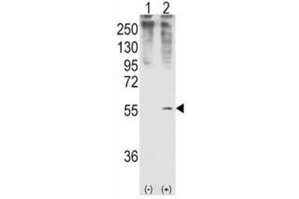GDF11 Antikörper  (AA 32-61)