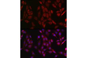 Immunofluorescence analysis of NIH/3T3 cells using OTULIN Rabbit pAb (ABIN7267099) at dilution of 1:50 (40x lens). (FAM105B Antikörper)