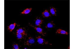 Proximity Ligation Assay (PLA) image for AKT1 & XIAP Protein Protein Interaction Antibody Pair (ABIN1340073)