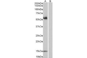 Western Blotting (WB) image for anti-CD14 (CD14) (Internal Region) antibody (ABIN185563)