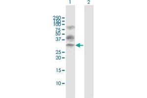 Western Blot analysis of XBP1 expression in transfected 293T cell line by XBP1 MaxPab polyclonal antibody. (XBP1 Antikörper  (AA 1-261))
