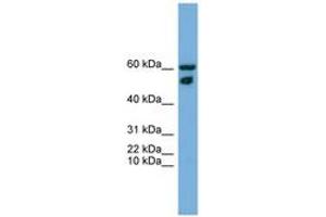 Image no. 1 for anti-Zinc Finger Protein 765 (ZNF765) (N-Term) antibody (ABIN6745251) (ZNF765 Antikörper  (N-Term))