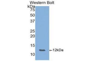 Western Blotting (WB) image for anti-Chemokine (C-X-C Motif) Ligand 5 (CXCL5) (AA 45-118) antibody (ABIN1077996) (CXCL5 Antikörper  (AA 45-118))