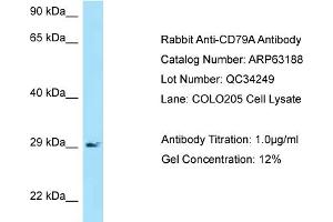 Western Blotting (WB) image for anti-B-cell antigen receptor complex-associated protein alpha chain (CD79A) (N-Term) antibody (ABIN2789407)