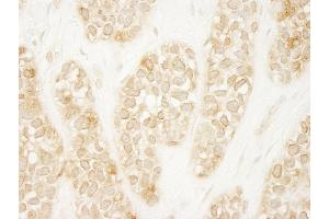 Immunohistochemistry (IHC) image for anti-rho Guanine Nucleotide Exchange Factor (GEF) 16 (ARHGEF16) (AA 175-225) antibody (ABIN7448415) (ARHGEF16 Antikörper  (AA 175-225))