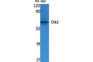 Western Blot (WB) analysis of specific cells using Chk1 Polyclonal Antibody. (CHEK1 Antikörper  (Ser246))