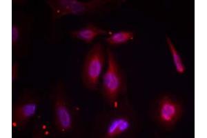 Immunofluorescence staining of methanol-fixed HeLa cells using ATF-2 (phospho-Thr69 or 51) antibody (E011030, Red) (ATF2 Antikörper  (pThr51, pThr69))