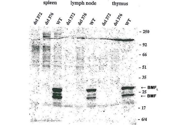 BMF anticorps  (AA 13-27, AA 112-126)