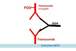 Image no. 2 for Trastuzumab Antibody ELISA Kit (ABIN2862662) (Trastuzumab Antibody ELISA Kit)