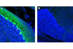 Expression of ADAM23 in mouse cerebellum. (Adam23 Antikörper  (Extracellular))