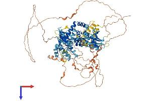 RIN2 Protein (AA 1-903) (His tag)