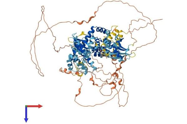 RIN2 Protein (AA 1-903) (His tag)