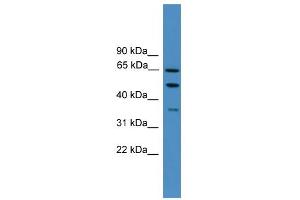 WB Suggested Anti-ICAM1 Antibody Titration: 0. (ICAM1 Antikörper  (N-Term))