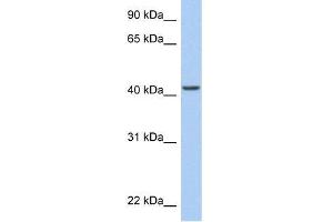 Human HeLa; WB Suggested Anti-ARID3C Antibody Titration: 0. (ARID3C Antikörper  (C-Term))