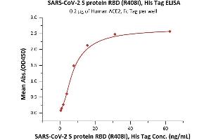Immobilized Human ACE2, Fc Tag (ABIN6952465) at 2 μg/mL (100 μL/well) can bind SARS-CoV-2 S protein RBD (R408I), His Tag (ABIN6952633) with a linear range of 0. (SARS-CoV-2 Spike S1 Protein (R408I, RBD) (His tag))