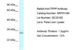 Western Blotting (WB) image for anti-Tubulin Polymerization Promoting Protein (Tppp) (N-Term) antibody (ABIN2788826) (Tppp Antikörper  (N-Term))