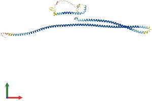 Protein Structure (PS) image for Coiled-Coil Domain Containing 65 (CCDC65) (AA 1-493) protein (His tag) (ABIN7559924)