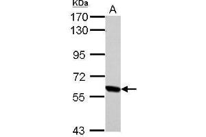 RELB Antikörper  (C-Term)