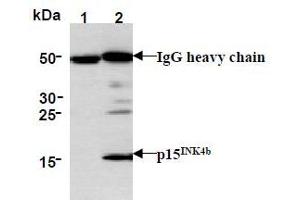 Western Blotting (WB) image for anti-Cyclin-Dependent Kinase Inhibitor 2B (p15, Inhibits CDK4) (CDKN2B) antibody (ABIN1449282) (CDKN2B Antikörper)