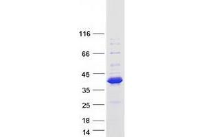 Validation with Western Blot (C8ORF58 Protein (Transcript Variant 3) (Myc-DYKDDDDK Tag))