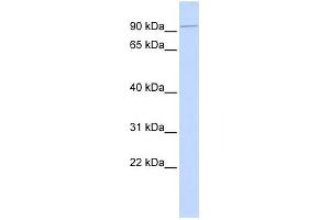 WB Suggested Anti-KIFC2 Antibody Titration:  0. (KIFC2 Antikörper  (N-Term))