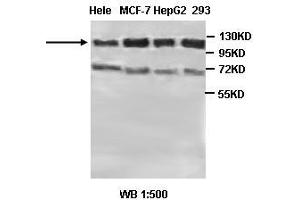 Image no. 2 for anti-Protein Tyrosine Phosphatase G1 (PTPN12) antibody (ABIN791170) (PTPN12 Antikörper)