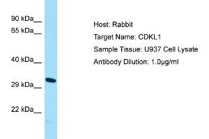 Host: Rabbit Target Name: CDKL1 Sample Type: U937 Whole Cell lysates Antibody Dilution: 1. (CDKL1 Antikörper  (N-Term))
