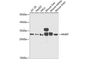 Western blot analysis of extracts of various cell lines using HNMT Polyclonal Antibody at dilution of 1:1000. (HNMT Antikörper)